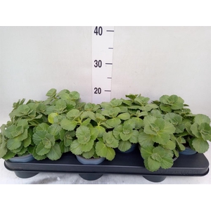 Plectranthus caninus 'Verpiss Dich'