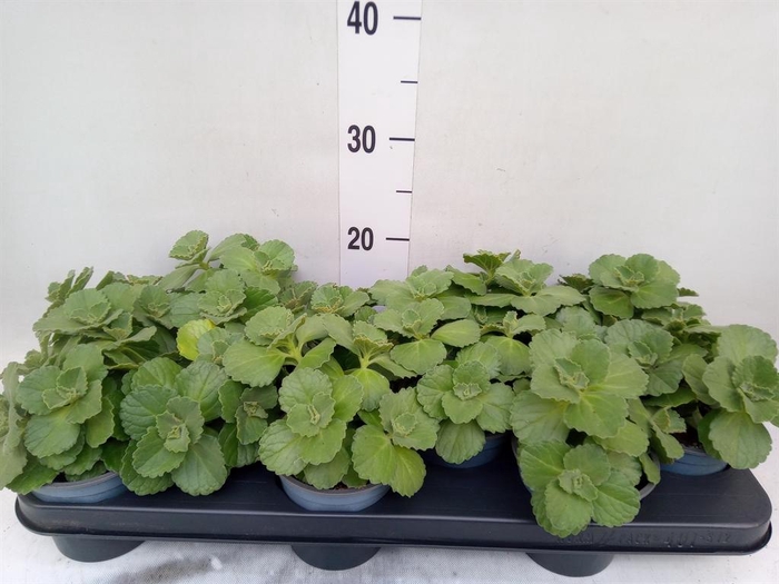 <h4>Plectranthus caninus 'Verpiss Dich'</h4>