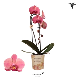 Kolibri Orchids Cascade Niagara Fall orange 1 spike