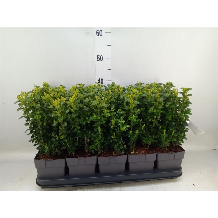 <h4>Buxus semp. ...</h4>