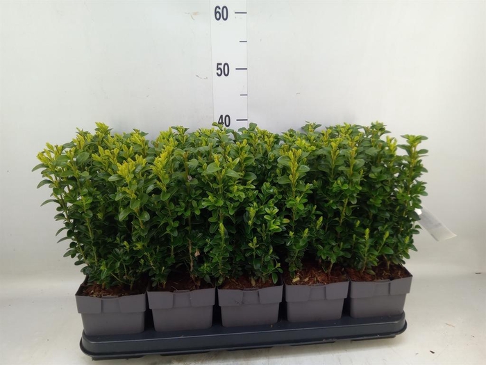 <h4>Buxus semp.   ...</h4>