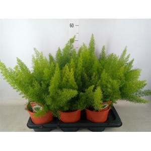 Asparagus dens. 'Meyers'