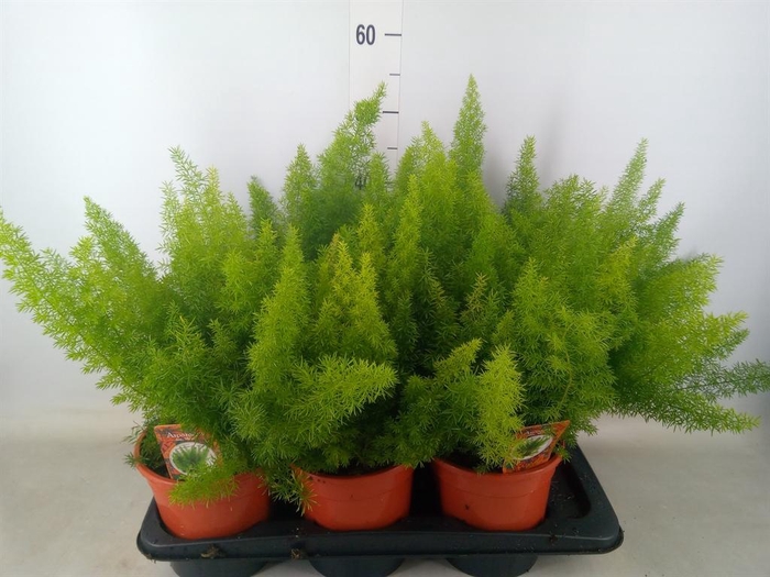 <h4>Asparagus dens. 'Meyers'</h4>