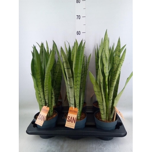Sansevieria trifa.   ...