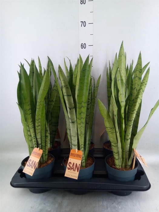 <h4>Sansevieria trifa.   ...</h4>