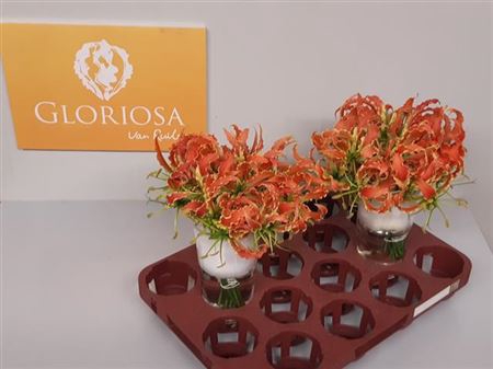 <h4>Gloriosa Sp Orange</h4>