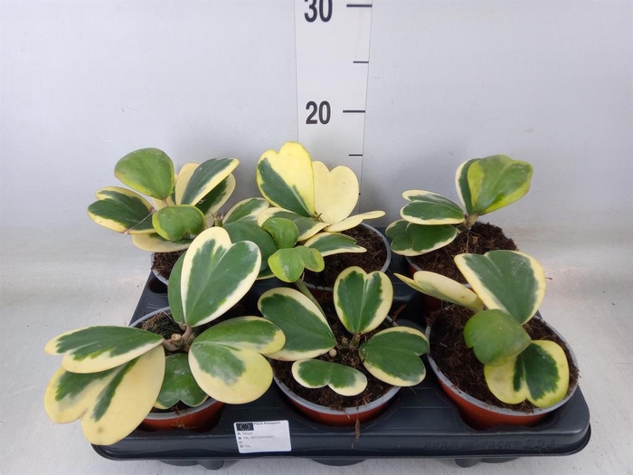 <h4>Hoya kerrii</h4>