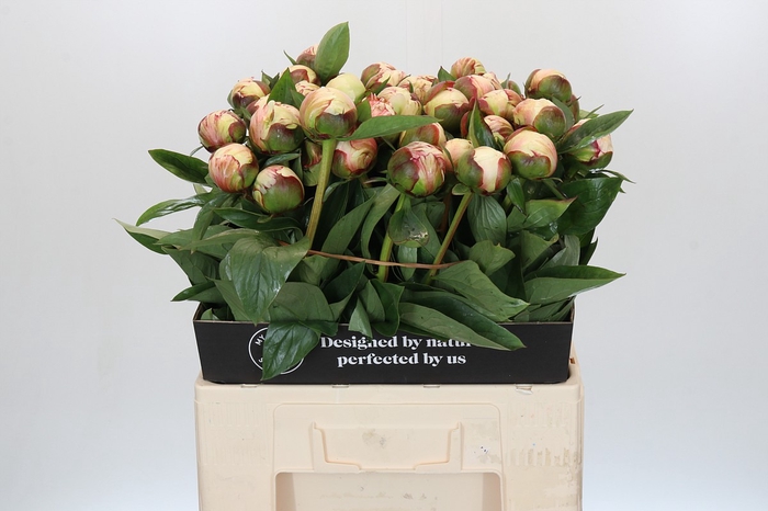 <h4>Paeonia Elsa Sass</h4>