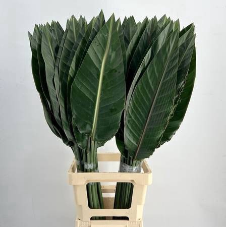 <h4>Strelitzia Reginae Foglia</h4>