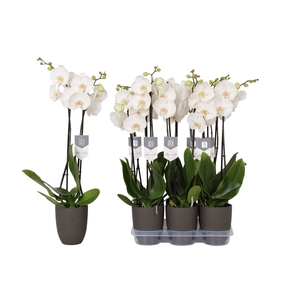 Phalaenopsis White World, 2-spike Anthracite Ceramics