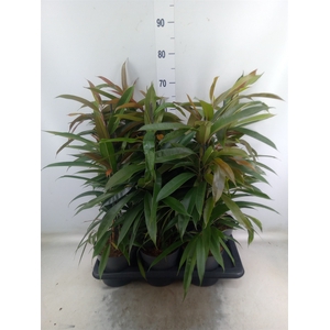 Ficus binn. 'Amstel King'