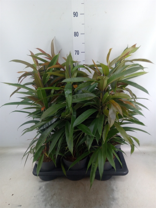 <h4>Ficus binn. 'Amstel King'</h4>