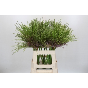 Allium Schubertii