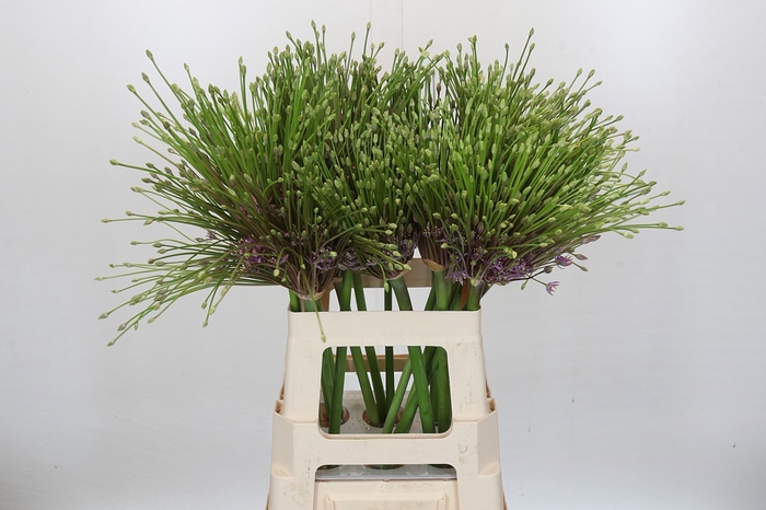 <h4>Allium Schubertii</h4>