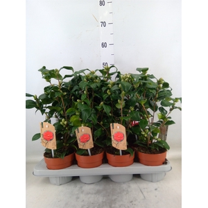 Camellia reticulata 'Mary Williams'