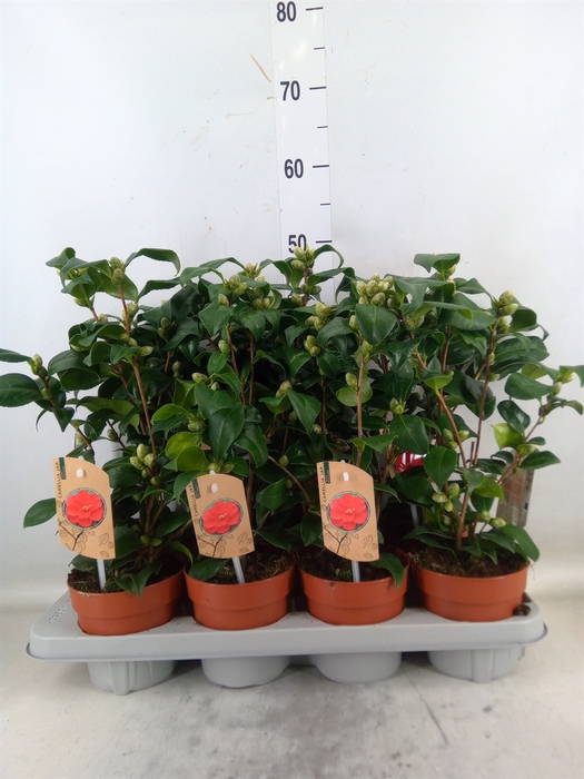 <h4>Camellia reticulata 'Mary Williams'</h4>