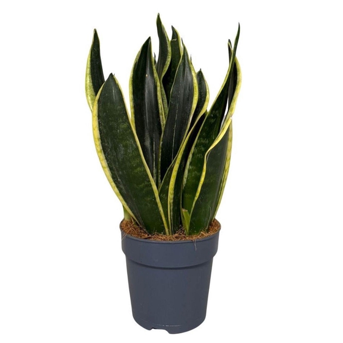 <h4>Sansevieria Black Gold</h4>