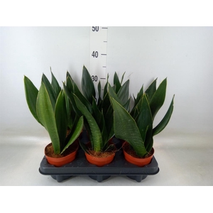 Sansevieria trifa.   ...