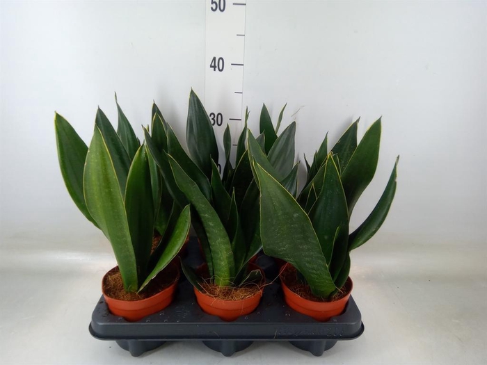 <h4>Sansevieria trifa.   ...</h4>