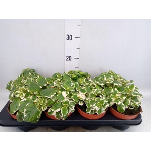 Plectranthus   ...