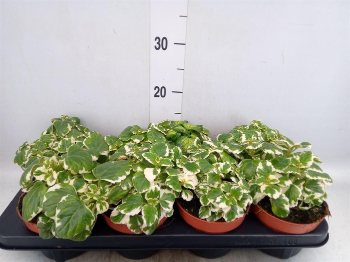 <h4>Plectranthus   ...</h4>