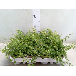 Ficus pumila 'White Sunny'