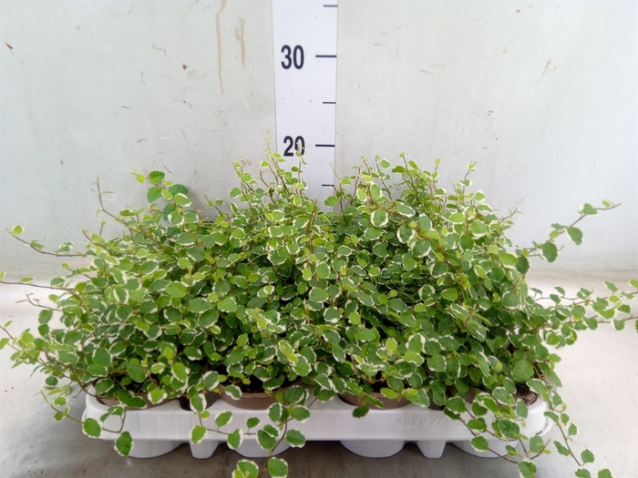 <h4>Ficus pumila 'White Sunny'</h4>