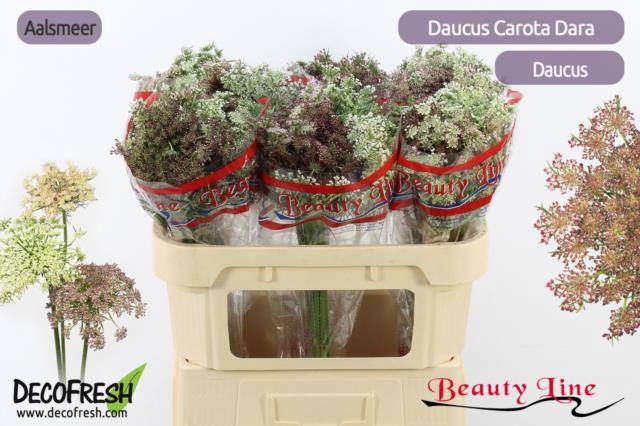 <h4>Daucus Carota Dara</h4>