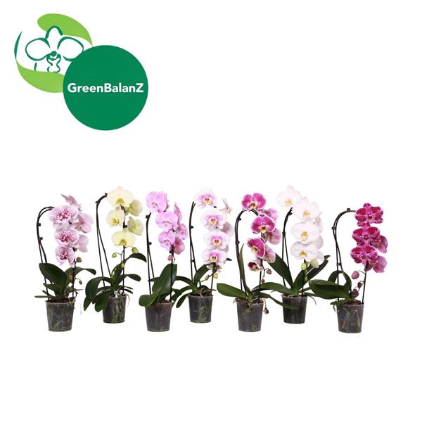 <h4>ShapeZ - Phalaenopsis CascadeZ Mix 1t 6+/55</h4>