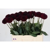 Dahlia Black Lars