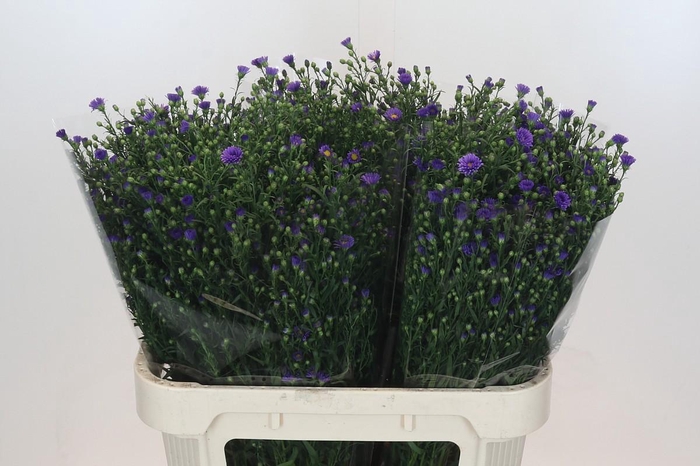 <h4>Aster Casamare</h4>