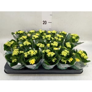 Kalanchoe blos. 'RosDon Amaril'