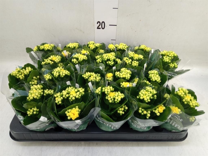 <h4>Kalanchoe blos. 'RosDon Amaril'</h4>