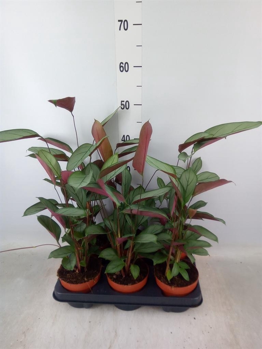 <h4>Ctenanthe   ...</h4>