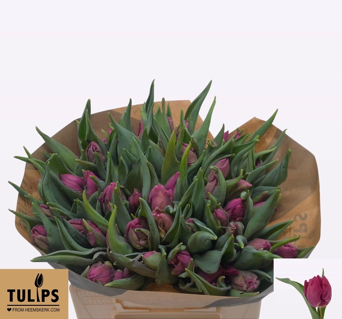 <h4>TU PA PARROT PRINCE</h4>