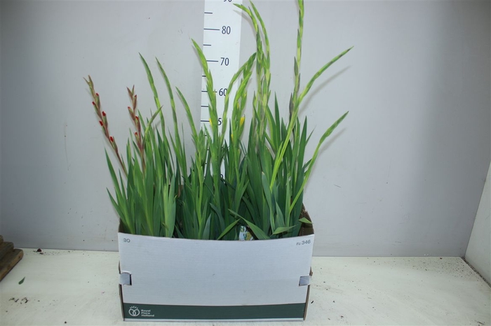 <h4>Gladiolus Glamini Mix</h4>