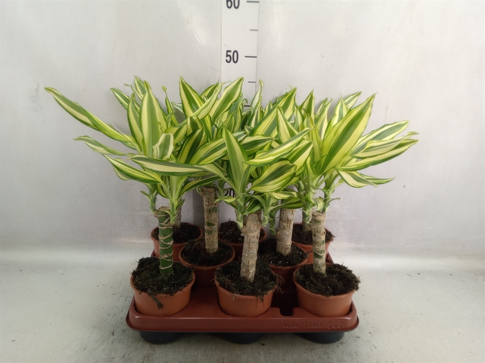 Dracaena frag. 'Yellow Coast'