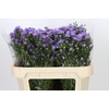 Aster Cassandra