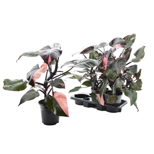 Philodendron Pink Princess 19Ø 65cm