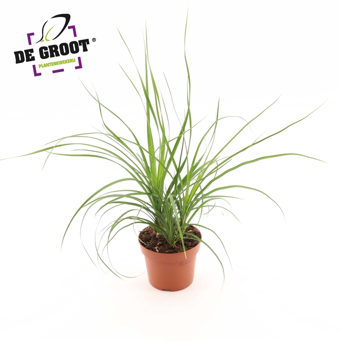 <h4>Beaucarne recurvata 'Nolina'</h4>