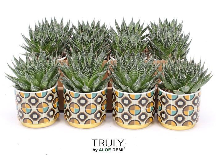 <h4>ALOE AR MAGIC</h4>