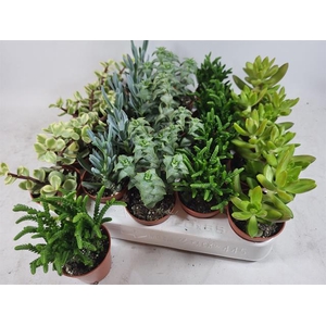 Succulent mixed 5 sorts 5,5Ø 5cm