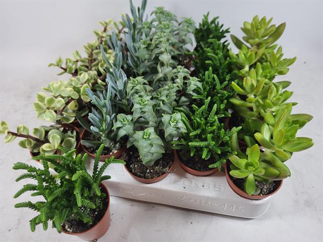 Succulent mixed 5 sorts 5,5Ø 5cm