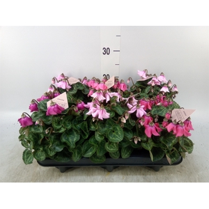 Cyclamen KL 'Petticoat'