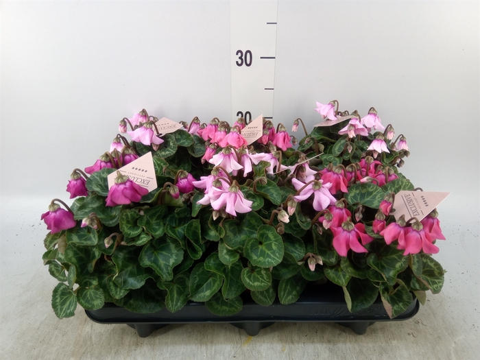 <h4>Cyclamen KL 'Petticoat'</h4>