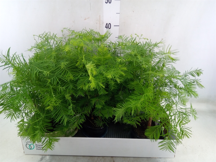 <h4>Bonsai   ...</h4>