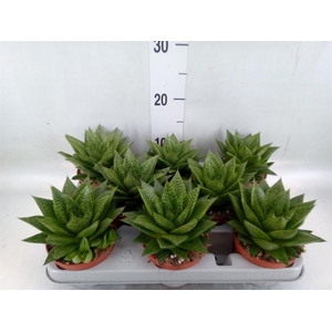 Gasteria