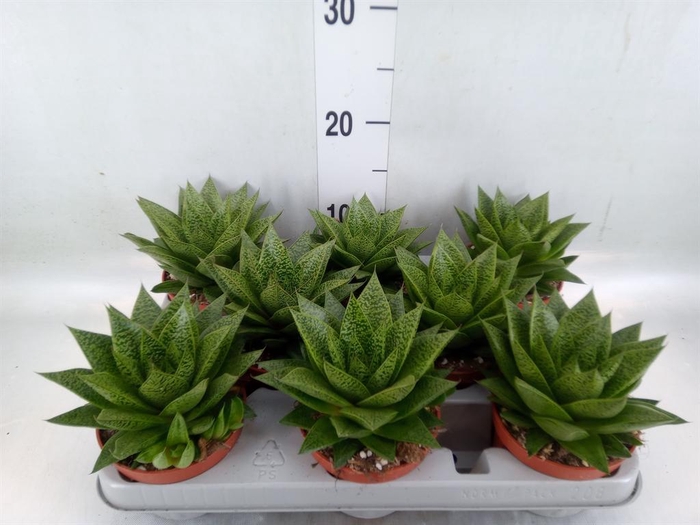 <h4>Gasteria</h4>