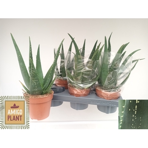 ALOE EQUATOR