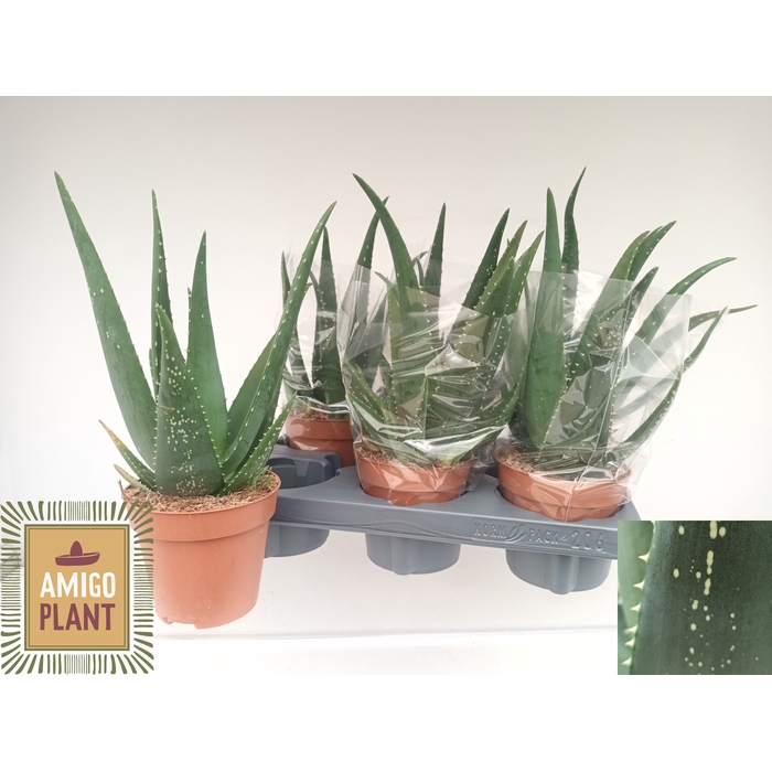 <h4>ALOE EQUATOR</h4>
